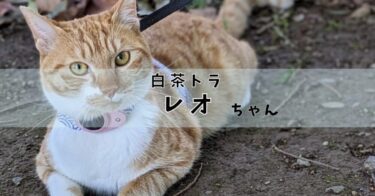 レオ｜白茶トラ♂｜みんなのハッピーにゃいふ紹介６